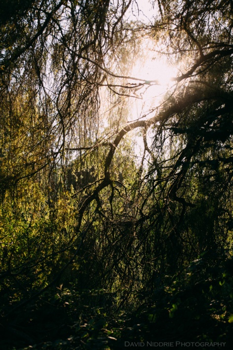 Vancouver Folk Music Festival - sunlight peeks through the willow trees