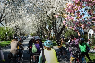 Cyclists ride beneath cherry and sakura blossoms in Vancouver.
