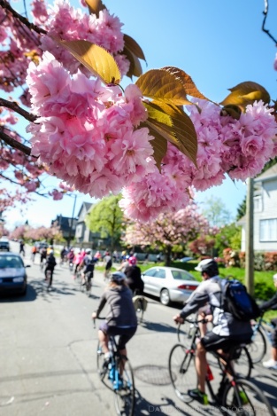 Cyclists ride beneath cherry and sakura blossoms in Vancouver.