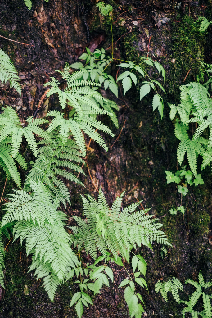 Detail photo of ferns and trees.