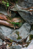 An abstract photo of rocks, plants and roots.