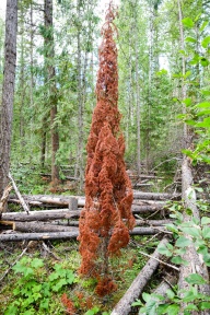 A deceased tree turned red in a forest of green.