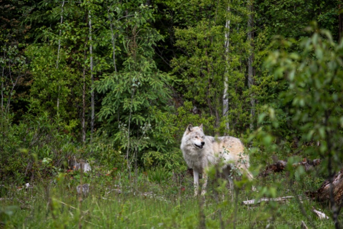 A Grey Wolf stands in the forest near Golden, BC, Canada.