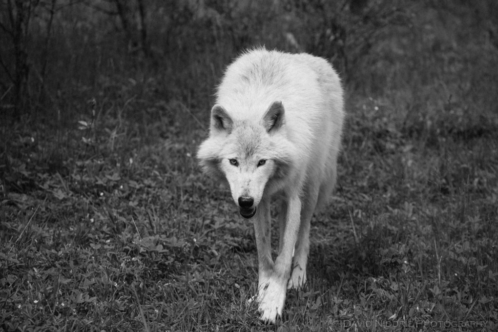 A Grey Wolf walks in the forest near Golden, BC, Canada in this black and white image.