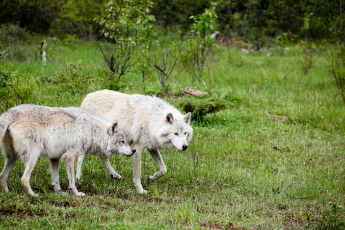Grey Wolves walk in the forest near Golden, BC, Canada.